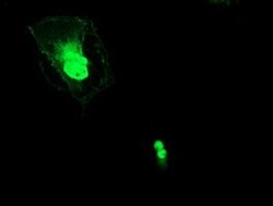 ERCC1 Mouse anti-Human, Clone: OTI2A8, lyophilized, TrueMAB 100 &mu;g;
