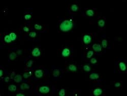 ERCC1 Mouse anti-Human, Clone: OTI12F11, lyophilized, TrueMAB 100 &mu;g | Buy Online | Origene Technologies | Fisher Scientific