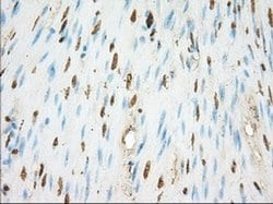 ERCC1 Monoclonal Antibody (OTI1B3), TrueMAB , OriGene 30 &mu;L; Unconjugated:Antibodies,