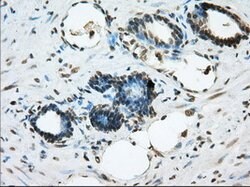 ERCC1 Mouse anti-Human, Clone: OTI2A7, lyophilized, TrueMAB 100 &mu;g;