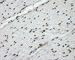 ERCC1 Monoclonal Antibody (OTI1G6), TrueMAB , OriGene 100 &mu;L; Unconjugated:Antibodies,