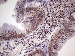 ERCC1 Mouse anti-Human, Clone: OTI2H1, lyophilized, TrueMAB 100 &mu;g;