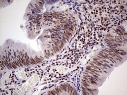 ERCC1 Monoclonal Antibody (OTI2H1), TrueMAB , OriGene 100 &mu;L; Unconjugated:Antibodies,