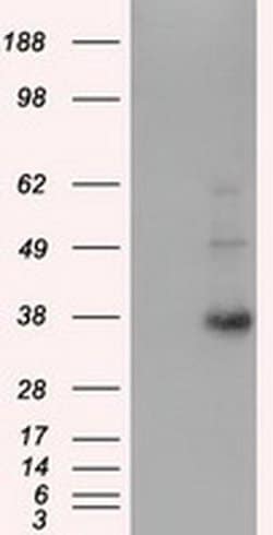 ERCC1 Monoclonal Antibody (OTI2D8), TrueMAB , OriGene:Antibodies:Primary