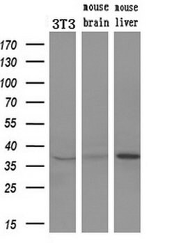 ERCC1 Mouse anti-Human, Clone: OTI2A7, lyophilized, TrueMAB 100 &mu;g;
