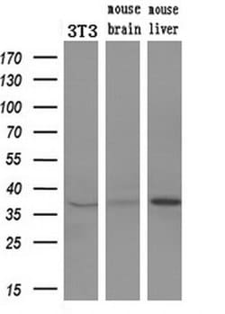 ERCC1 Monoclonal Antibody (OTI2A7), TrueMAB , OriGene 100 &mu;L; Unconjugated:Antibodies,