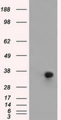 ERCC1 Monoclonal Antibody (OTI1G6), TrueMAB , OriGene 100 &mu;L; Unconjugated:Antibodies,