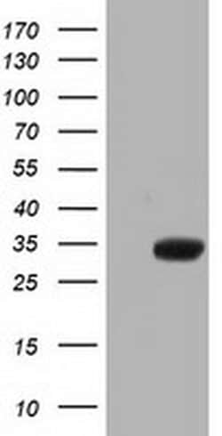 ERCC1 Monoclonal Antibody (OTI3E1), TrueMAB , OriGene 30 &mu;L; Unconjugated:Antibodies,