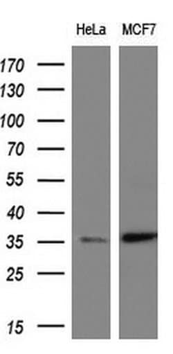 ERCC1 Monoclonal Antibody (OTI3E1), TrueMAB , OriGene 30 &mu;L; Unconjugated:Antibodies,