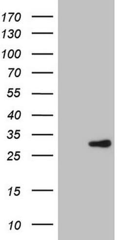 ERCC2 Monoclonal Antibody (OTI4B11), TrueMAB , OriGene 100 &mu;L; Unconjugated:Antibodies,