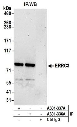 ERCC3 Rabbit anti-Human, Polyclonal, Bethyl Laboratories 100 &mu;L; Unconjugated:Antibodies,