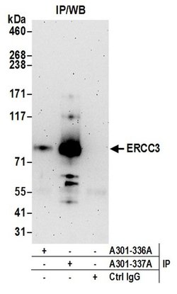 ERCC3 Rabbit anti-Human, Mouse, Polyclonal, Bethyl Laboratories 100 &mu;L;