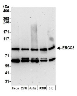 ERCC3 Polyclonal Antibody, Bethyl Laboratories:Antibodies:Primary Antibodies