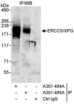 ERCC5/XPG Rabbit anti-Human, Polyclonal, Bethyl Laboratories 10 &mu;L;