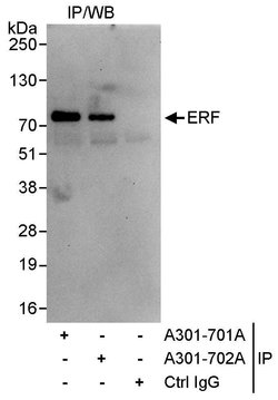 ERF Rabbit anti-Human, Polyclonal, Bethyl Laboratories 10 &mu;L; Unconjugated:Antibodies,