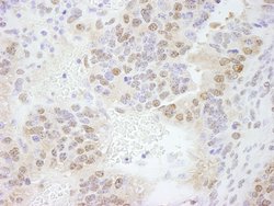 ERF Polyclonal Antibody, Bethyl Laboratories 10 &mu;L; Unconjugated:Antibodies,