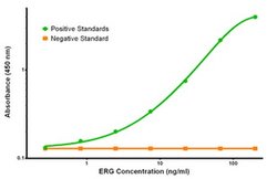 ERG Mouse anti-Human, Clone: OTI8A9, liquid, TrueMAB 100 &mu;g; Unconjugated:Antibodies,