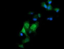 ERG Monoclonal Antibody (OTI6A4), TrueMAB , OriGene 100 &mu;L; Unconjugated:Antibodies,