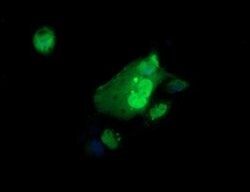 ERG Mouse anti-Human, Mouse, Clone: OTI5D10, lyophilized, TrueMAB 100 &mu;g;