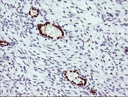 ERG Monoclonal Antibody (OTI6A4), TrueMAB , OriGene 100 &mu;L; Unconjugated:Antibodies,