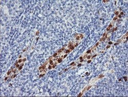 ERG Monoclonal Antibody (OTI6A4), TrueMAB , OriGene 100 &mu;L; Unconjugated:Antibodies,