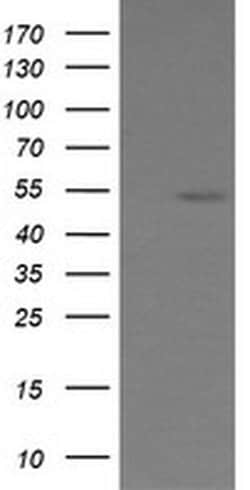 ERG Monoclonal Antibody (OTI6A4), TrueMAB , OriGene 100 &mu;L; Unconjugated:Antibodies,
