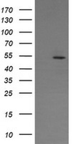 ERG Monoclonal Antibody (OTI5D10), TrueMAB , OriGene 30 &mu;L; Unconjugated:Antibodies,