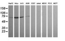 ERG Mouse anti-Human, Mouse, Clone: OTI5D10, lyophilized, TrueMAB 100 &mu;g;