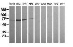 ERG Monoclonal Antibody (OTI5D10), TrueMAB , OriGene 30 &mu;L; Unconjugated:Antibodies,