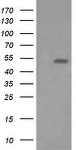 ERG Mouse anti-Human, Clone: OTI8A9, liquid, TrueMAB 100 &mu;L; Unconjugated:Antibodies,