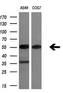 ERG Mouse anti-Human, Clone: OTI8A9, liquid, TrueMAB 100 &mu;L; Unconjugated:Antibodies,