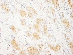 ERK2 Rabbit anti-Human, Mouse, Polyclonal, Bethyl Laboratories 100 &mu;L;