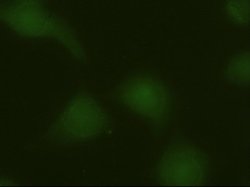 ERK3 Mouse anti-Human, Clone: OTI5E1, lyophilized, TrueMAB 100 &mu;g; Unconjugated:Antibodies,