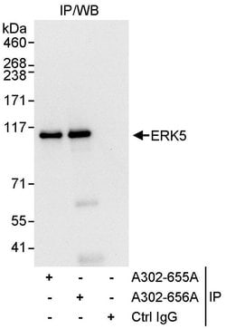 ERK5 Rabbit anti-Human, Polyclonal, Bethyl Laboratories 100 &mu;l; Unlabeled:Antibodies,