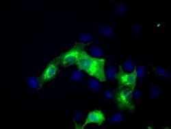 ERMAP Mouse anti-Human, Clone: OTIC8, liquid, TrueMAB 100 &mu;L; Unconjugated:Antibodies,