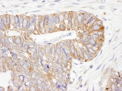 ERp5 Rabbit anti-Human, Mouse, Polyclonal, Bethyl Laboratories 100 &mu;L;