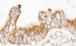ERp5 Rabbit anti-Human, Polyclonal, Bethyl Laboratories 100 &mu;L; Unconjugated:Antibodies,
