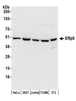 ERp5 Rabbit anti-Human, Mouse, Polyclonal, Bethyl Laboratories 100 &mu;L;