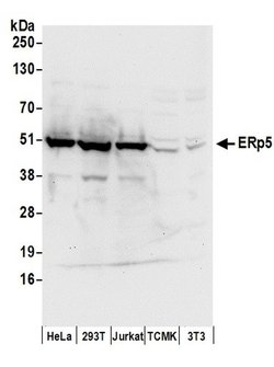 ERp5 Rabbit anti-Human, Polyclonal, Bethyl Laboratories 100 &mu;L; Unconjugated:Antibodies,