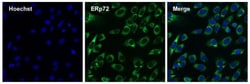 Invitrogen ERp72 Polyclonal Antibody 100 &mu;g; Unconjugated:Antibodies,