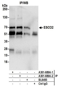 ESCO2 Rabbit anti-Human, Polyclonal, Bethyl Laboratories 100 &mu;l; Unlabeled:Antibodies,