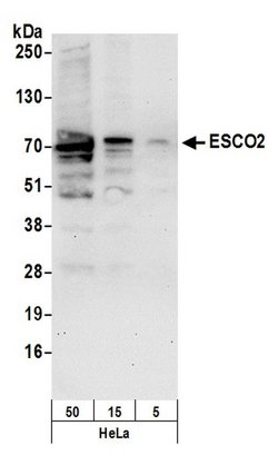 ESCO2 Rabbit anti-Human, Polyclonal, Bethyl Laboratories 100 &mu;l; Unlabeled:Antibodies,