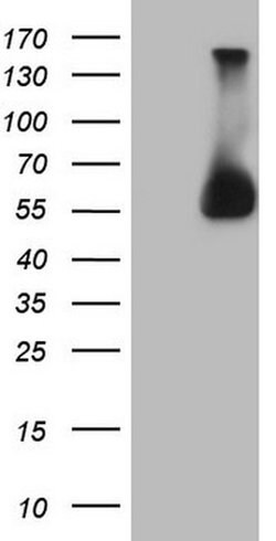 ESRRA Monoclonal Antibody (OTI2C12), TrueMAB , OriGene 30 &mu;L; Unconjugated:Antibodies,