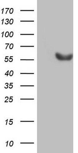 ESRRB Monoclonal Antibody (OTI2D7), TrueMAB , OriGene:Antibodies:Primary