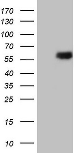 ESRRB Monoclonal Antibody (OTI12H2), TrueMAB , OriGene 100 &mu;L; Unconjugated:Antibodies,