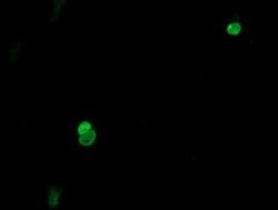 ESRRG Monoclonal Antibody (OTI5G8), TrueMAB , OriGene 30 &mu;L; Unconjugated:Antibodies,