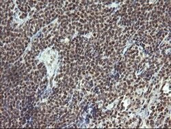 ESRRG Monoclonal Antibody (OTI6G1), TrueMAB , OriGene 30 &mu;L; Unconjugated:Antibodies,