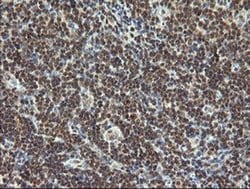 ESRRG Monoclonal Antibody (OTI6G1), TrueMAB , OriGene 30 &mu;L; Unconjugated:Antibodies,