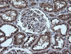 ESRRG Monoclonal Antibody (OTI6G1), TrueMAB , OriGene 30 &mu;L; Unconjugated:Antibodies,