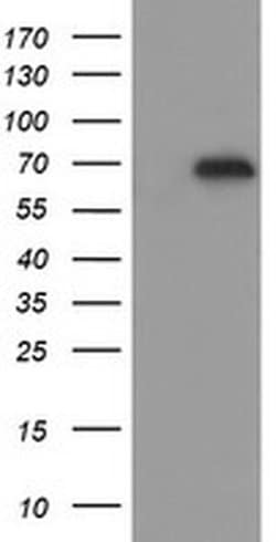 ESRRG Monoclonal Antibody (OTI6G1), TrueMAB , OriGene 30 &mu;L; Unconjugated:Antibodies,